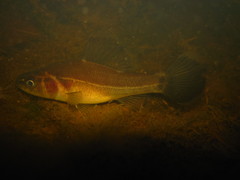 Aphredoderus sayanus