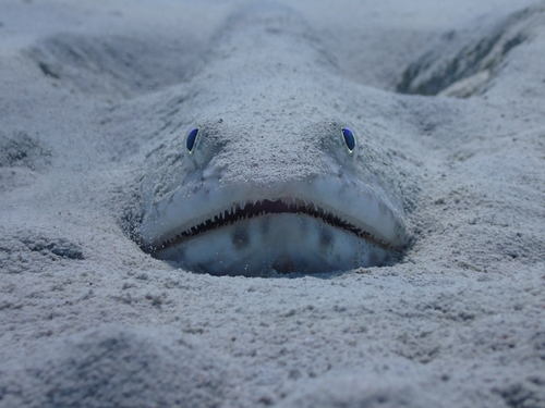 Atlantic Lizardfish