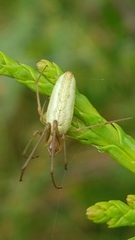 Tetragnatha pinicola