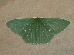 Prasinocyma iosticta