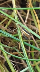 Tetragnatha pinicola