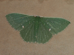 Prasinocyma iosticta