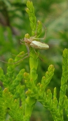 Tetragnatha pinicola