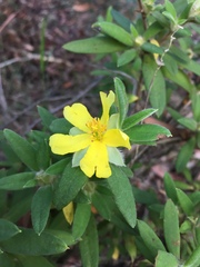 Hibbertia saligna