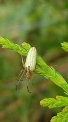 Tetragnatha pinicola
