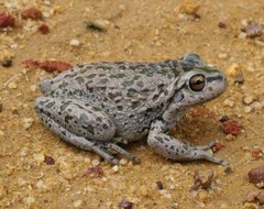 Ranoidea cyclorhynchus