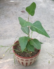 Hedera pastuchovii