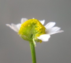 Matricaria tzvelevii