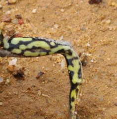 Ranoidea cyclorhynchus