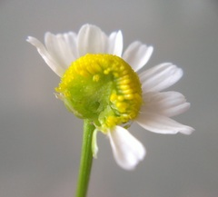 Matricaria tzvelevii