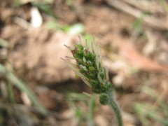 Plantago drummondii