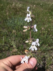 Penstemon albidus