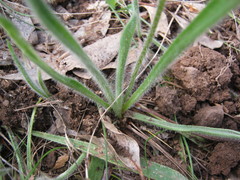 Plantago drummondii