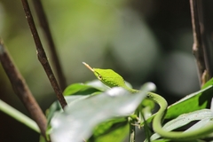 Ahaetulla farnsworthi