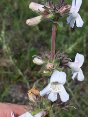 Penstemon albidus