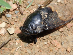 Cryptotympana holsti