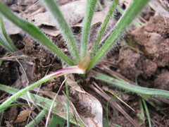 Plantago drummondii