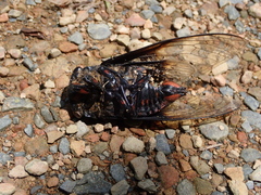 Cryptotympana holsti