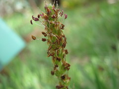 Plantago drummondii