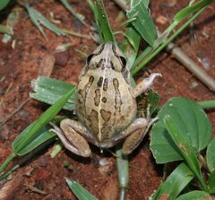 Ranoidea longipes