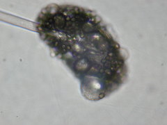 Cunninghamella
