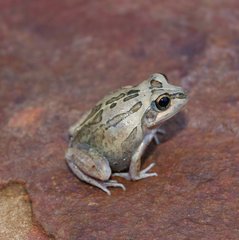 Ranoidea longipes
