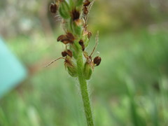 Plantago drummondii