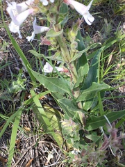 Penstemon albidus