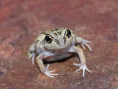 Ranoidea longipes