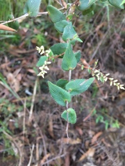 Leucopogon amplexicaulis