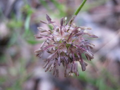Opercularia scabrida