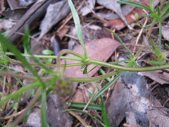 Opercularia scabrida