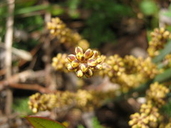 Lomandra multiflora dura