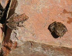 Litoria meiriana