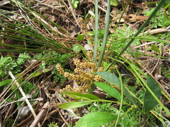 Lomandra multiflora dura