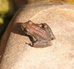 Litoria meiriana