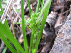 Carex breviculmis