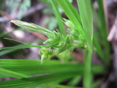 Carex breviculmis