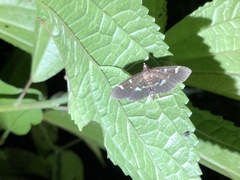 Herpetogramma luctuosalis