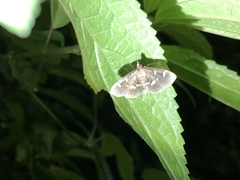 Herpetogramma luctuosalis