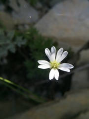 Cerastium morrisonense