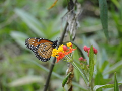 Danaus eresimus plexaure