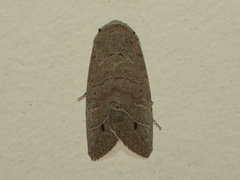 Athetis maculatra
