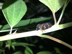 Okiscarta uchidae