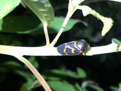 Okiscarta uchidae