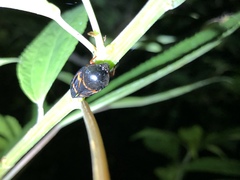 Okiscarta uchidae