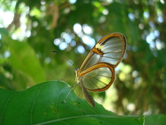 Episcada hymenaea hymenaea