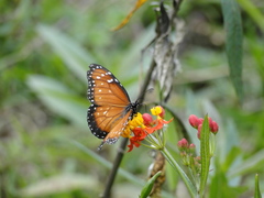 Danaus eresimus plexaure
