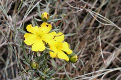 Hibbertia virgata