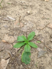 Plantago